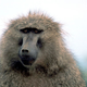 Illustration for article titled This Study of Baboons Makes Me Want to Murder People (In a Good Way)